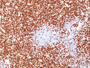 CD45RO (T-Cell Marker) Antibody - With BSA and Azide