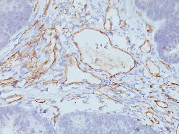 CD31 / PECAM-1 (Endothelial Cell Marker) Antibody - With BSA and Azide