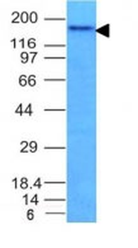 CD56 / NCAM1 / NKH1 (Neuronal Cell Marker) Antibody - With BSA and Azide