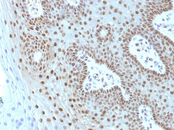 c-Myc Oncoprotein Antibody - With BSA and Azide