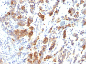 MUC5AC (Mucin 5AC / Gastric Mucin) Antibody - With BSA and Azide