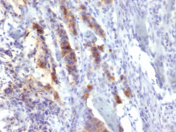 MUC5AC (Mucin 5AC / Gastric Mucin) Antibody - With BSA and Azide