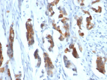 MUC5AC (Mucin 5AC / Gastric Mucin) Antibody - With BSA and Azide