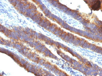 MUC3 (Mucin 3) Antibody - With BSA and Azide