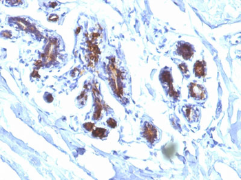 Milk Fat Globule (Breast Epithelial Marker) Antibody - With BSA and Azide