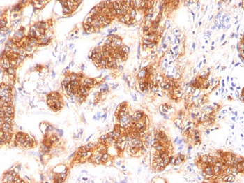 Milk Fat Globule (Breast Epithelial Marker) Antibody - With BSA and Azide