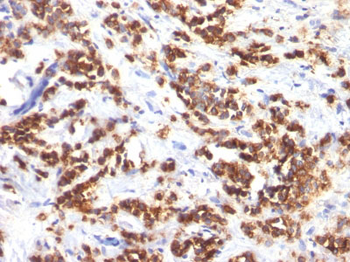Milk Fat Globule (Breast Epithelial Marker) Antibody - With BSA and Azide