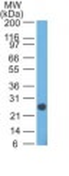 Lambda Light Chain (B-Cell Marker) Antibody - With BSA and Azide
