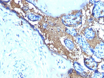 Glycophorin A / CD235a (Erythrocyte Marker) Antibody - With BSA and Azide