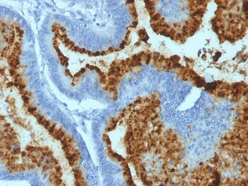 Blood Group Antigen B (CD173) Antibody - With BSA and Azide