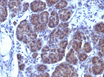 GLG1 (Golgi Glycoprotein 1) (Marker for Human Cells) Antibody - With BSA and Azide