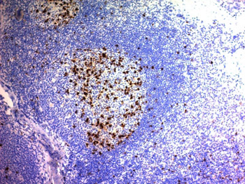 CD57 / B3GAT1 (Natural Killer Cell Marker) Antibody - With BSA and Azide