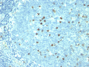 CD57 / B3GAT1 (Natural Killer Cell Marker) Antibody - With BSA and Azide