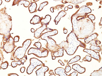 Alkaline Phosphatase (Placental) / PLAP (Germ Cell Tumor Marker) Antibody - With BSA and Azide