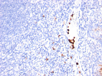 Granulocyte-Colony Stimulating Factor (G-CSF) Antibody - With BSA and Azide