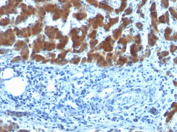 Retinol Binding Protein-1 (RBP1) Antibody - With BSA and Azide
