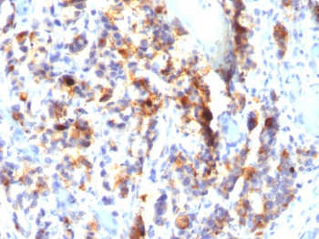 MUC5AC (Mucin 5AC / Gastric Mucin) Antibody - With BSA and Azide