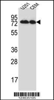 GSPT1 Antibody (N-term)
