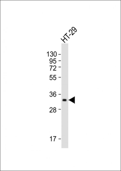 PENK Antibody