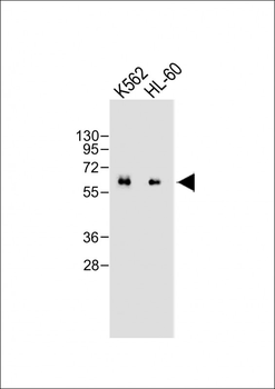 CARD9 Antibody (N-term)