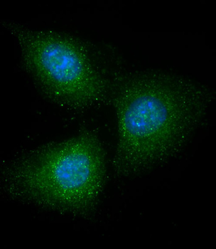 GRB14 Antibody (N-Term)