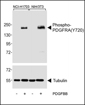 PDGFRA Antibody (Y720)