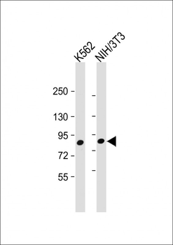 MUT Antibody (Center)