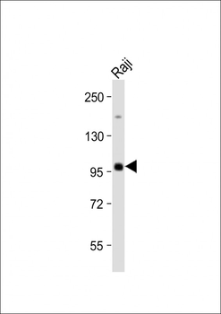 MAP4K1 Antibody