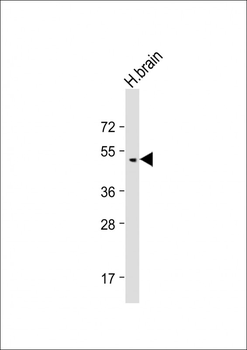 BMP8B Antibody (C-Term)