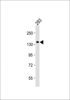 SEC24B Antibody (C-Term)