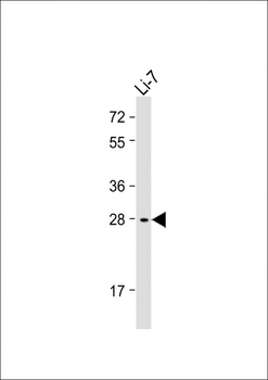 IGFBP1 Antibody (Center)