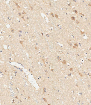 RGMB Antibody