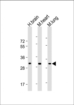 CH25H Antibody (N-Term)