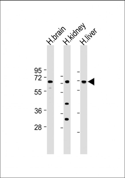 SLC7A8 Antibody (C-Term)