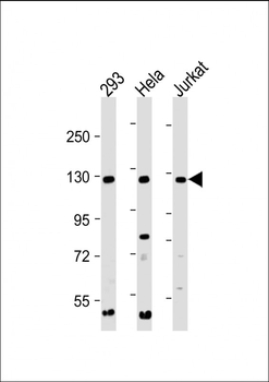 INTS3 Antibody (C-Term)