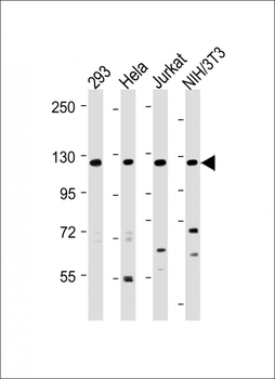 INTS3 Antibody (Center)