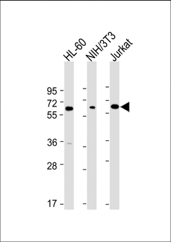 ME2 Antibody (C-term)