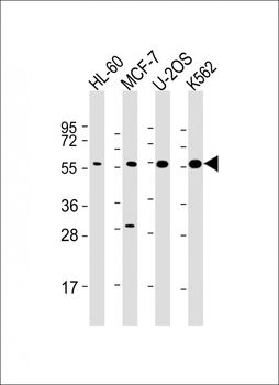 EI2BG Antibody