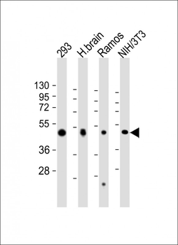 FLOT2 Antibody (C-Term)