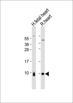 ATP5G1 Antibody (Center)