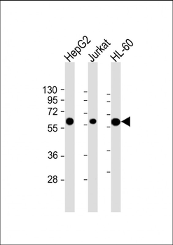 CASP8 Antibody (C-term)