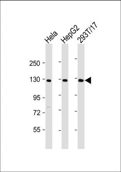 LRIG3 Antibody (N-Term)