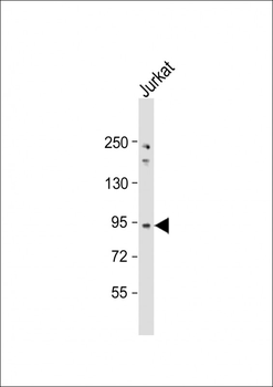 NUP93 Antibody (C-Term)