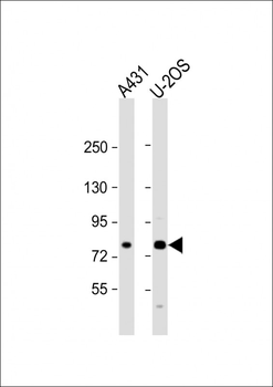 MAN1A2 Antibody (Center)