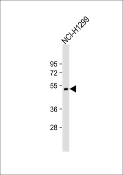 F7 Antibody (C-Term)