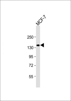 GIGYF2 Antibody (Center)