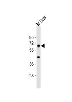 PRODH Antibody (C-Term)
