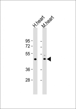 TPRA1 Antibody (N-Term)