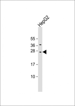 CIDEB Antibody (C-erm)