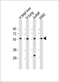 EFS Antibody (Center)
